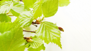 Le bouleau : source naturelle de xylitol 