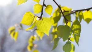 Le Xylitol, sucre naturel de bouleau 
