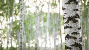 écorce de bouleau 